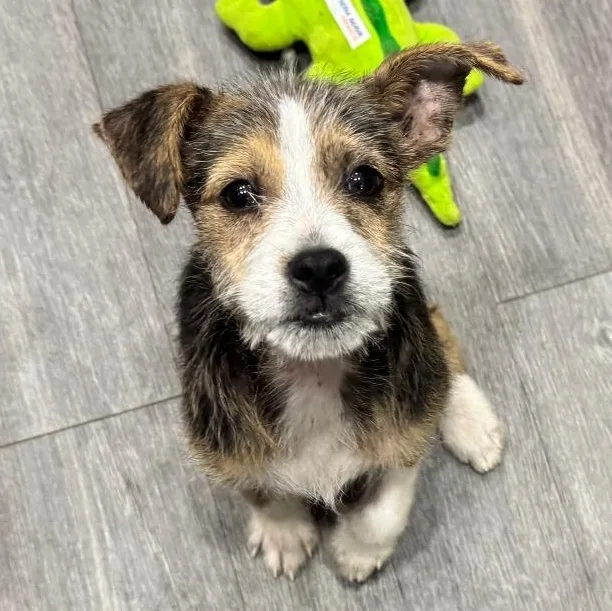 A baby medium-sized male Bicolor Terrier dog named Ziggy for adoption in CORPUS CHRISTI, TX