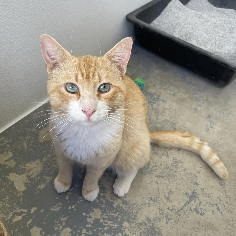 An adult medium-sized male Tabby (Orange / Red) Domestic Short Hair cat named Cheeto for adoption in Hollister, CA