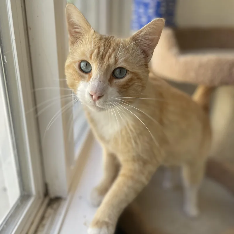 Cheeto thumbnail 2