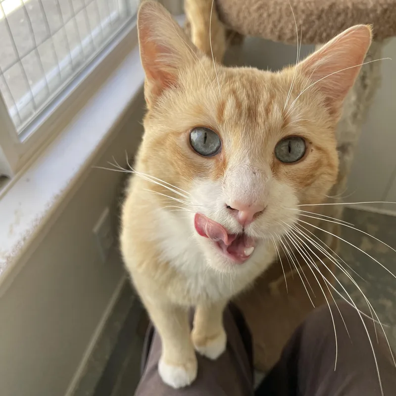 Cheeto thumbnail 4