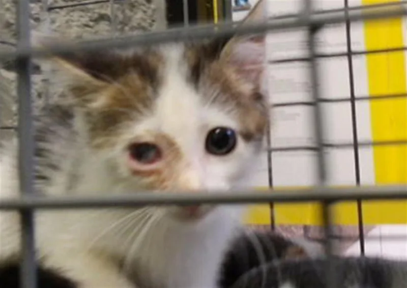 A baby small-sized male Domestic Short Hair cat named Tubby for adoption in Tulsa, OK