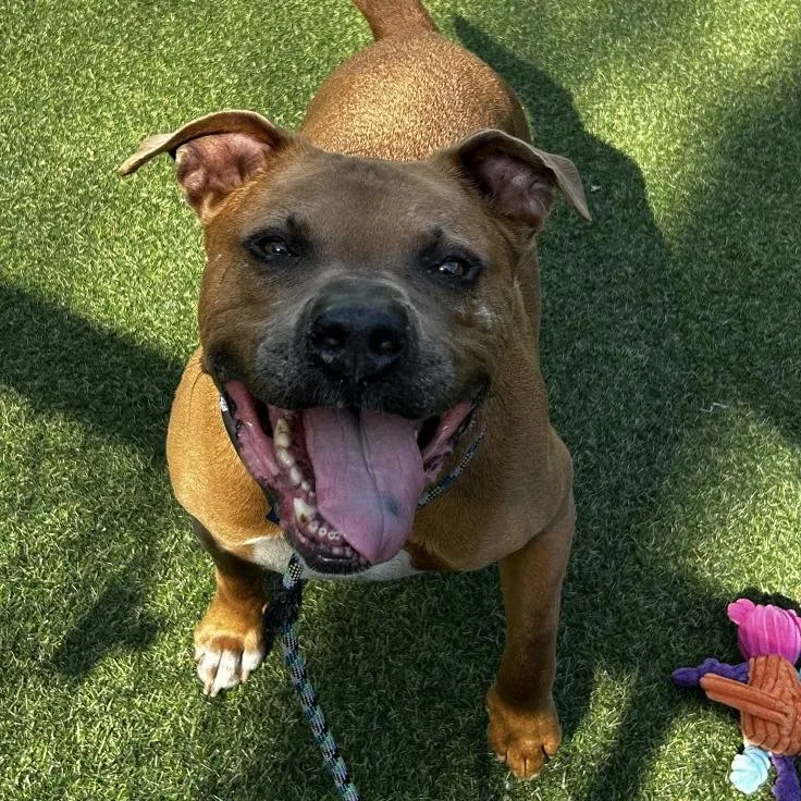 Meatball thumbnail 2