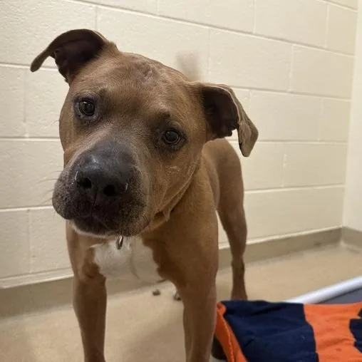 Meatball thumbnail 3