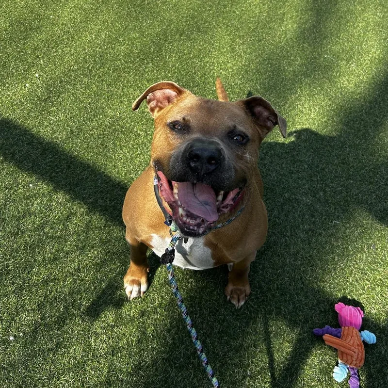 Meatball thumbnail 4