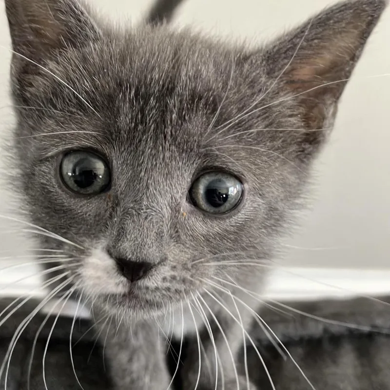 An adult small-sized female Gray / Blue / Silver Domestic Short Hair cat named Grace for adoption in Waxhaw, NC