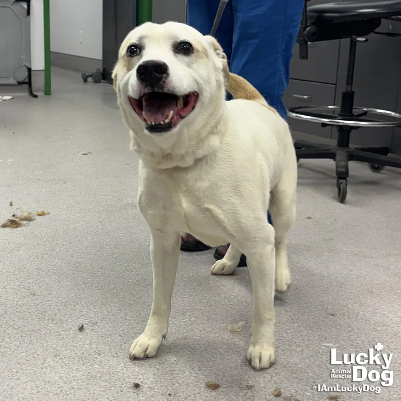 An adult medium-sized male Labrador Retriever dog named Beasty Boy for adoption in Washington, DC
