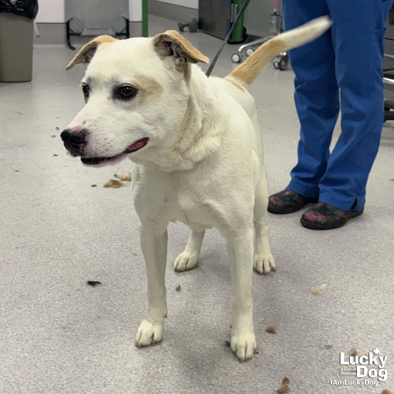 Beasty Boy thumbnail 2