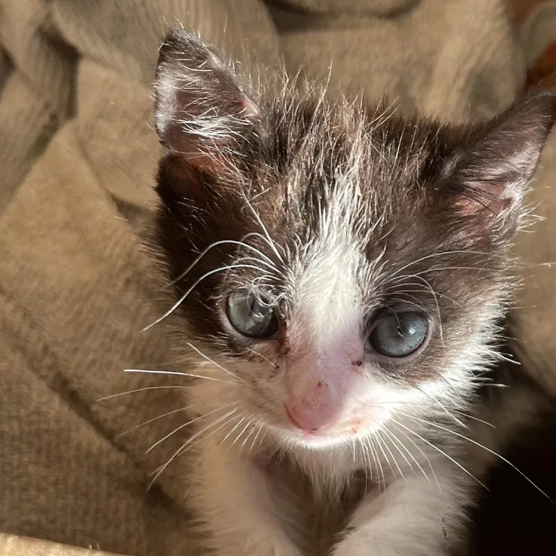 A baby small-sized female Domestic Short Hair cat named Venus for adoption in Richmond Hill, GA