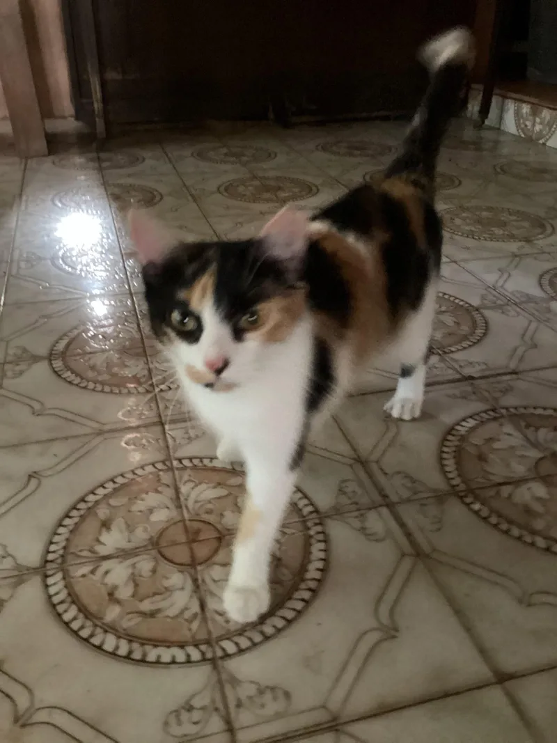 Khaleesi thumbnail 2