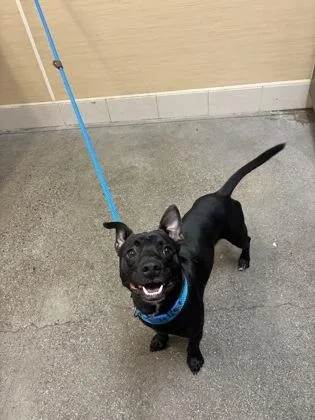 A young medium-sized male Terrier dog named Mr. Bombastic for adoption in Honolulu, HI