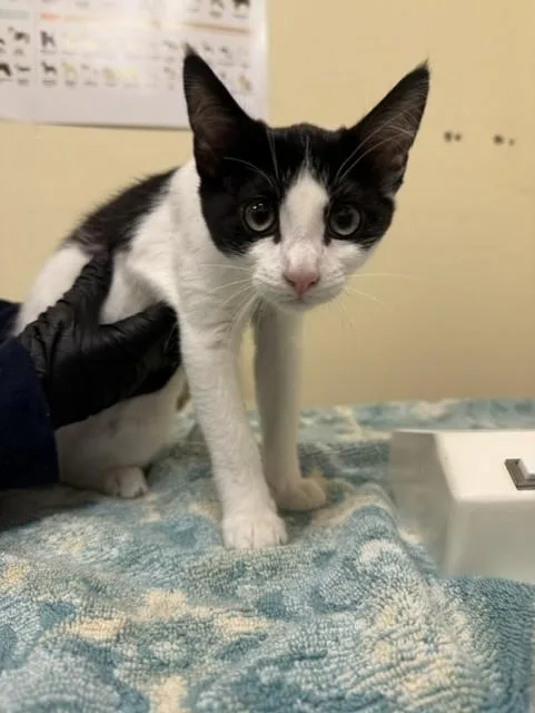A baby small-sized female Domestic Short Hair cat named Luna for adoption in Fremont, CA