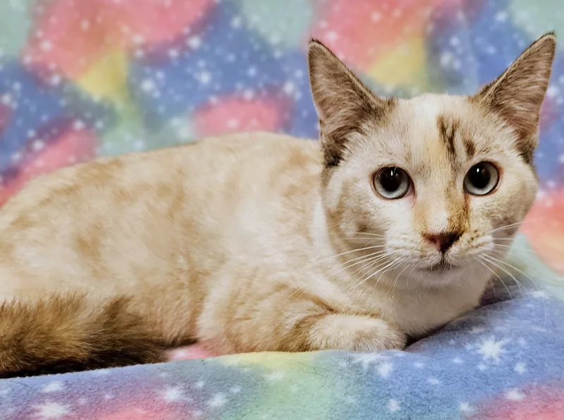 A baby medium-sized female Buff / Tan / Fawn Siamese cat named Cali  Rancho Cucamonga for adoption in Yorba Linda, CA