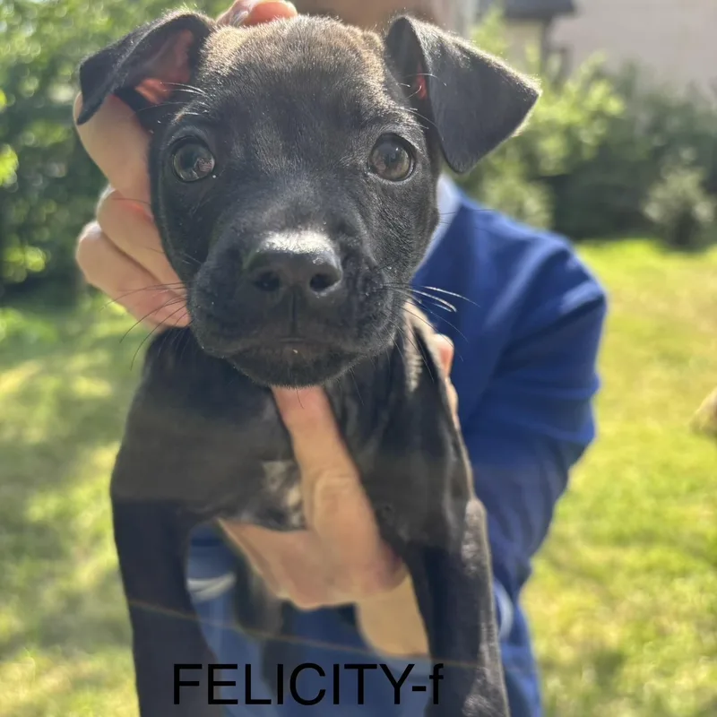 A baby medium-sized female Black Pit Bull Terrier dog named Felicity for adoption in Brentwood, TN