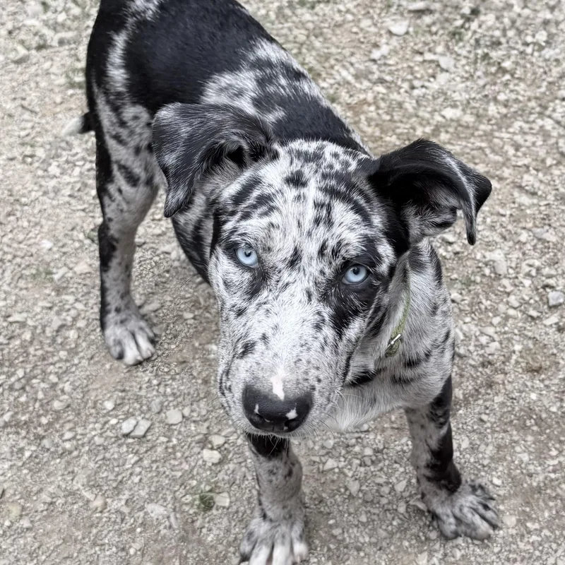 Koda