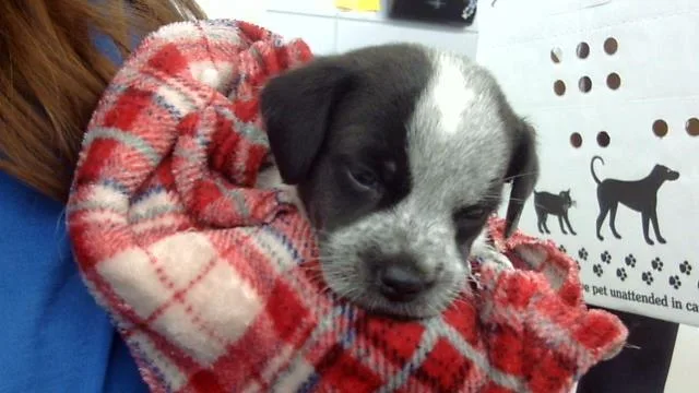 A baby medium-sized female Mixed Breed dog named Cookie for adoption in Dallas, TX
