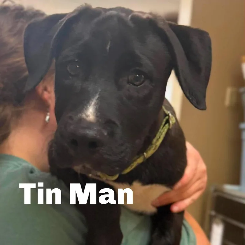 Tin Man