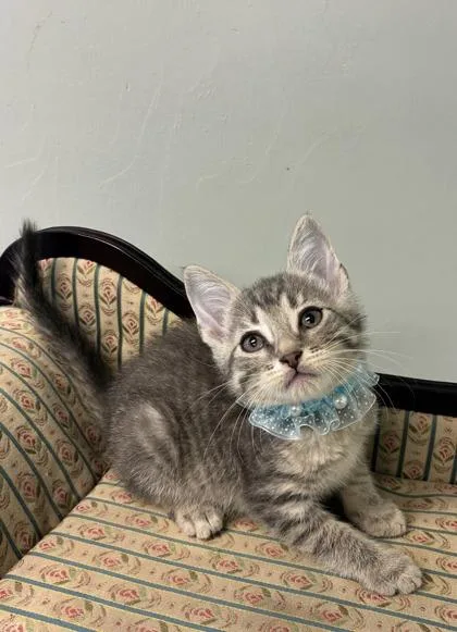 A baby medium-sized female Domestic Short Hair cat named Pika for adoption in Picayune, MS