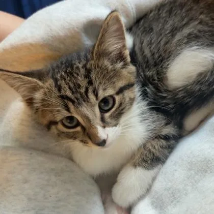A baby small-sized male Domestic Short Hair cat named Wally for adoption in Wheaton, IL