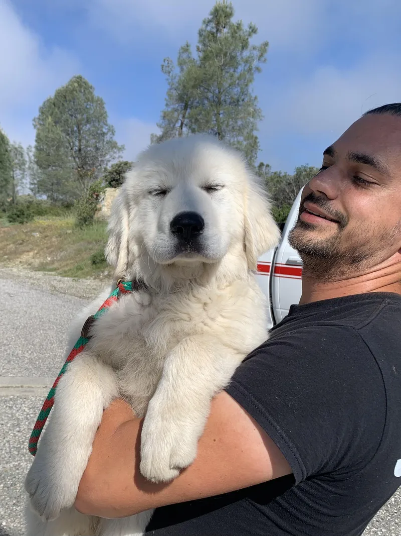 A baby large-sized female White / Cream Great Pyrenees dog named Snowflake for adoption in Grass Valley, CA