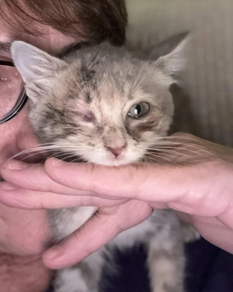 A baby medium-sized female Tabby (Gray / Blue / Silver) Domestic Short Hair cat named Liberty for adoption in Manassas, VA