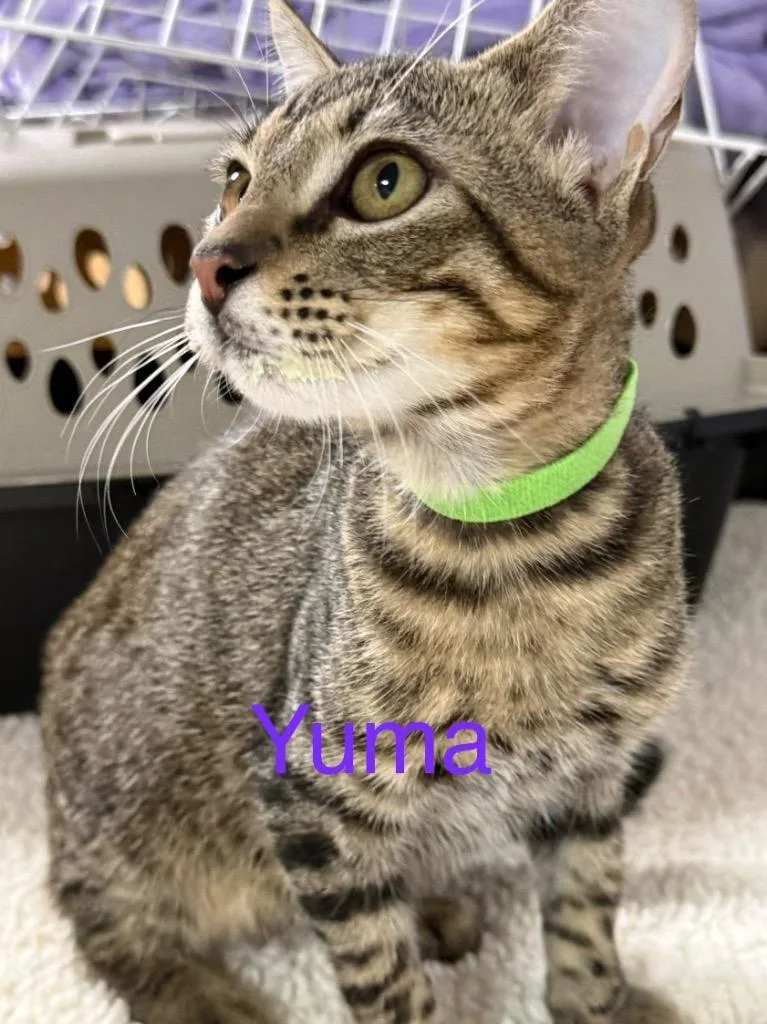 A baby small-sized male Domestic Short Hair cat named Yuma for adoption in Saint Francisville, LA