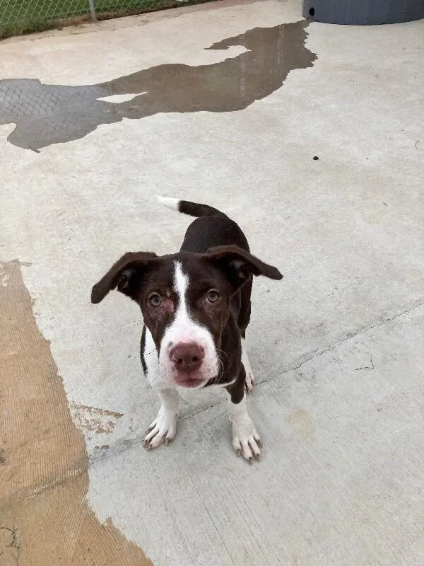 A young medium-sized female Brown / Chocolate Mixed Breed dog named Toffee for adoption in Jackson, TN