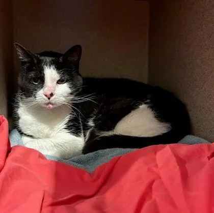 A senior medium-sized female Domestic Short Hair cat named Jinn for adoption in Washington, DC