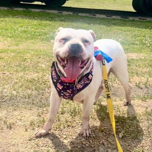 A senior large-sized female Yellow / Tan / Blond / Fawn Pit Bull Terrier dog named Jade for adoption in Elizabeth, IL