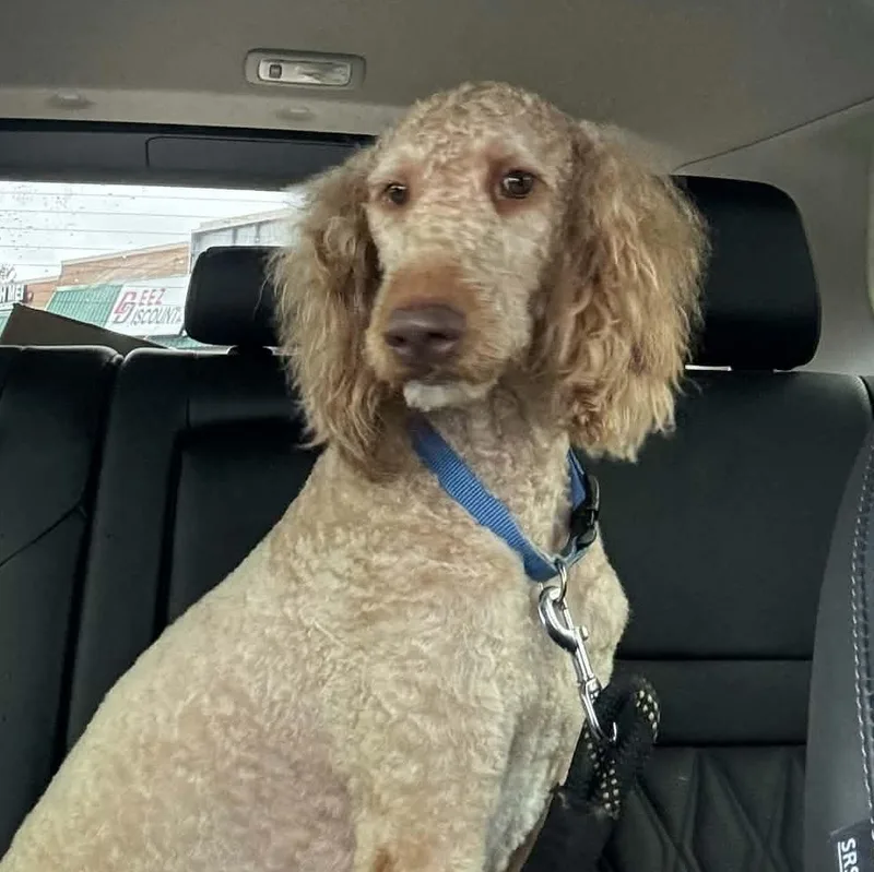 An adult medium-sized male Golden Goldendoodle dog named Cooper for adoption in Lancaster, KY