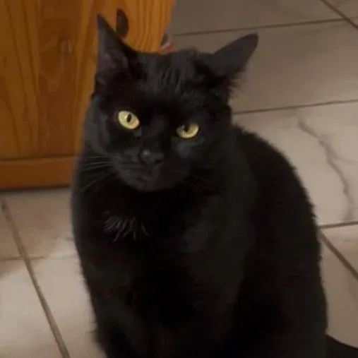 An adult medium-sized female Domestic Short Hair cat named Nicky for adoption in Providence, RI
