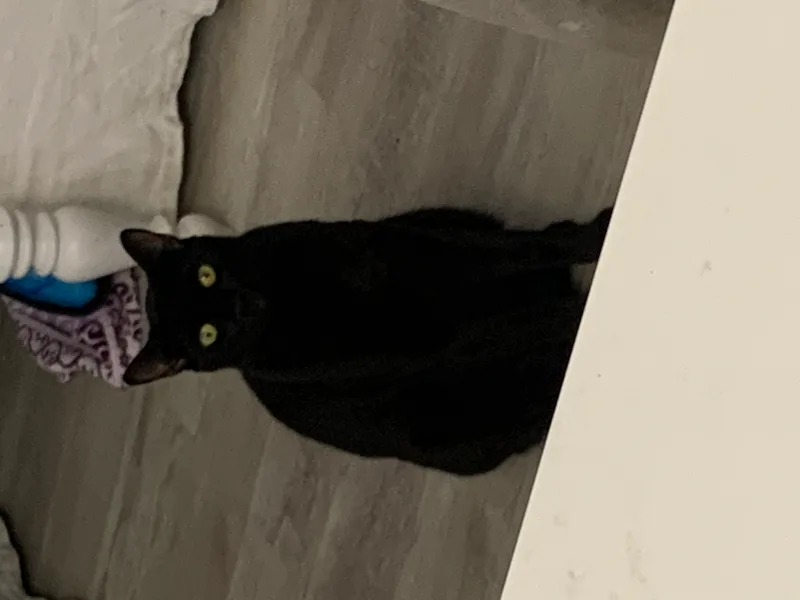 A young medium-sized male Black Domestic Short Hair cat named Blackened Beans for adoption in Parkland, FL