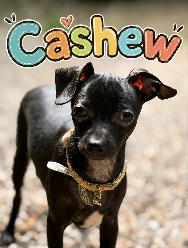 A baby small-sized male Black Chihuahua dog named Cashew for adoption in Wadsworth, OH