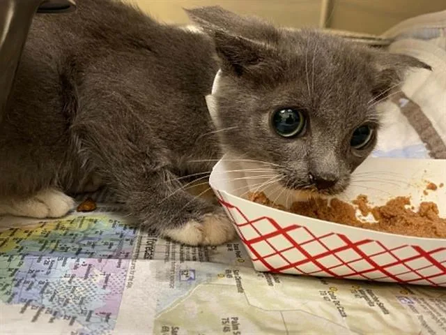 A baby small-sized female Domestic Short Hair cat named A for adoption in Tustin, CA