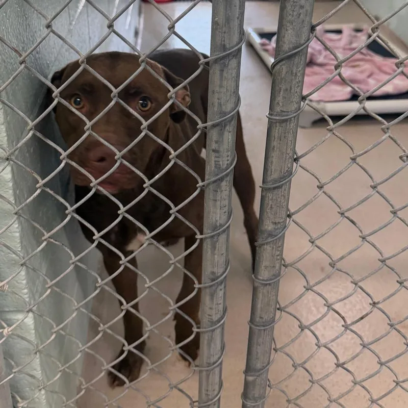 An adult medium-sized female Pit Bull Terrier dog named S for adoption in Newark, NJ