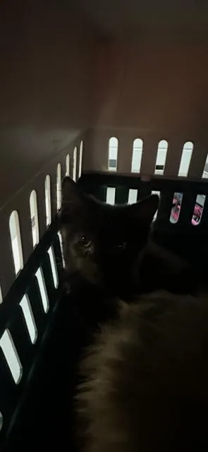 A young small-sized male Domestic Medium Hair cat named Spooky Tony for adoption in Rome, GA