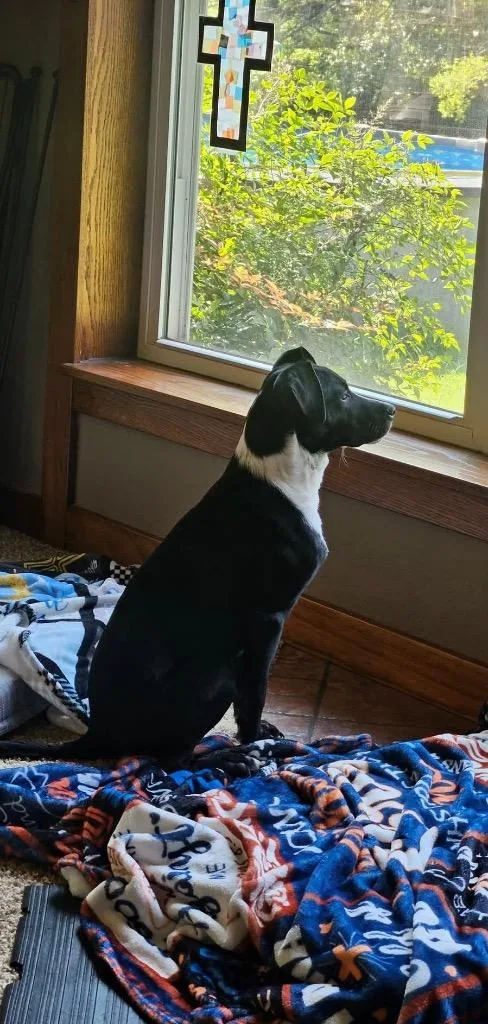 Ryatt Aka Check thumbnail 2