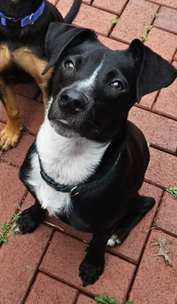 Ryatt Aka Check thumbnail 3