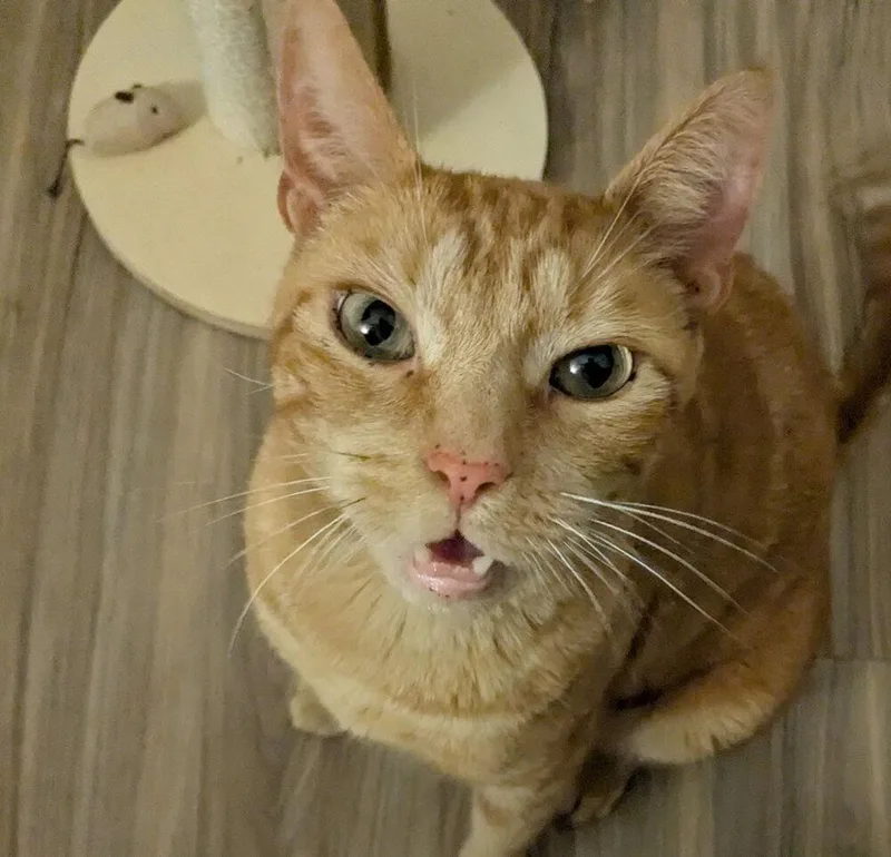 Tiggs