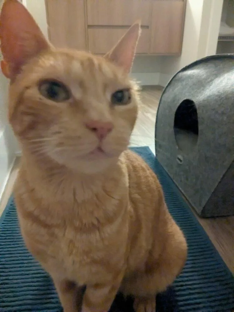 Tiggs thumbnail 2
