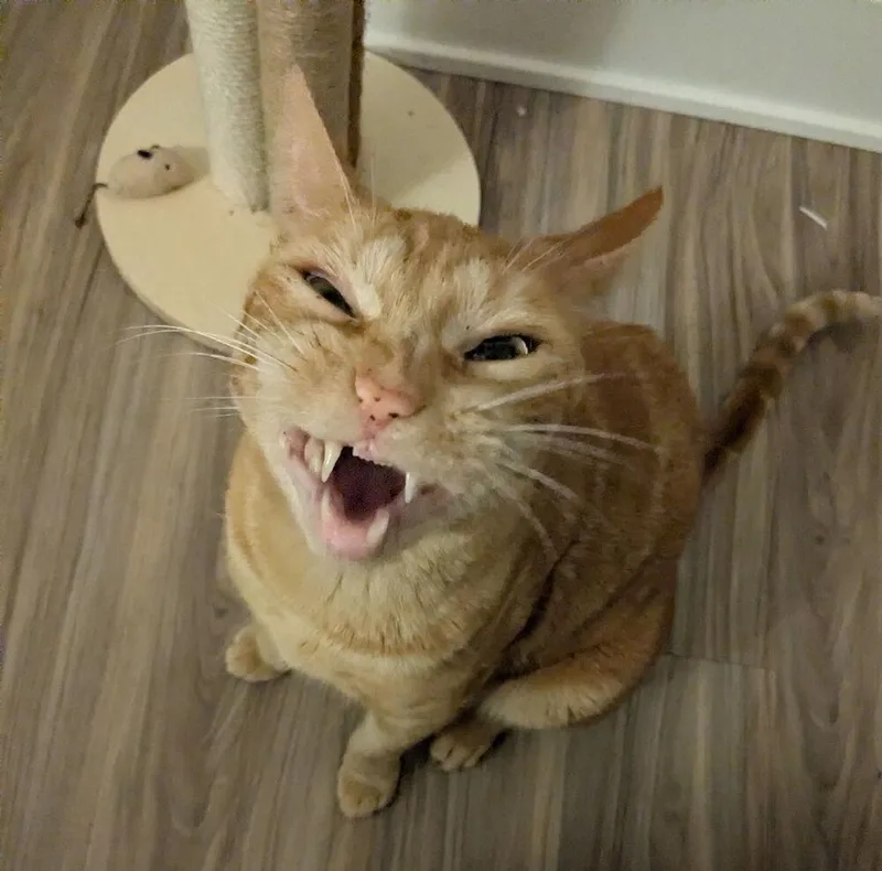 Tiggs thumbnail 3