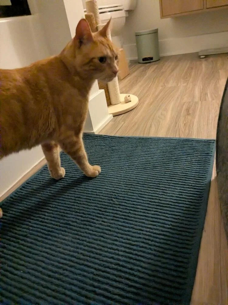 Tiggs thumbnail 4