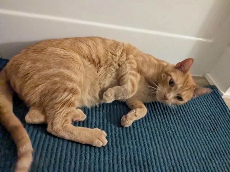 Tiggs thumbnail 5