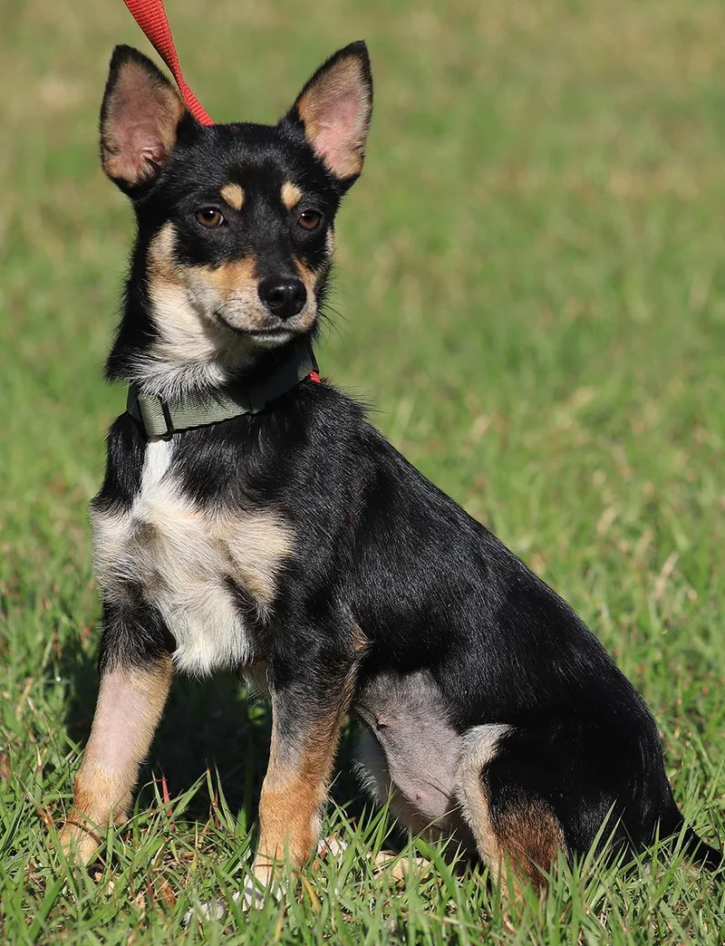 A young small-sized female Chihuahua dog named Keno for adoption in North Fort Myers, FL