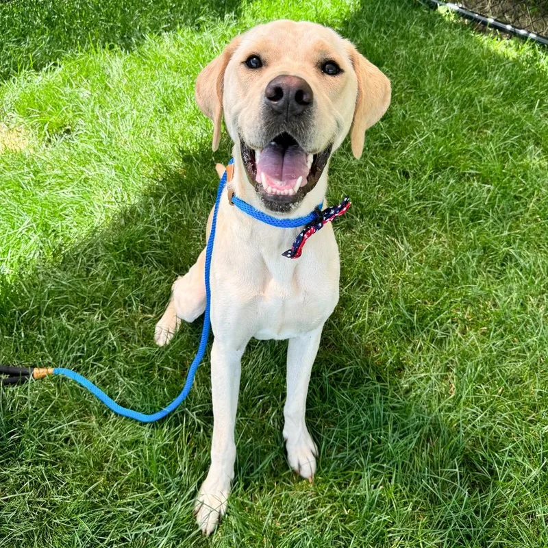 An adult large-sized male Golden Labrador Retriever dog named Hawking for adoption in Fort Wayne, IN