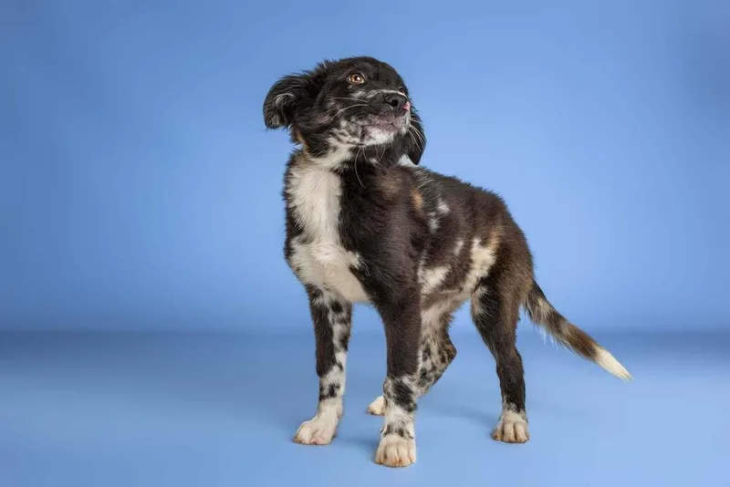 A baby medium-sized female Tricolor (Brown, Black, & White) Catahoula Leopard Dog dog named Lily Pad for adoption in Wolcott, CT