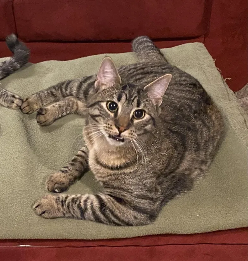 Dame Country Club thumbnail 2