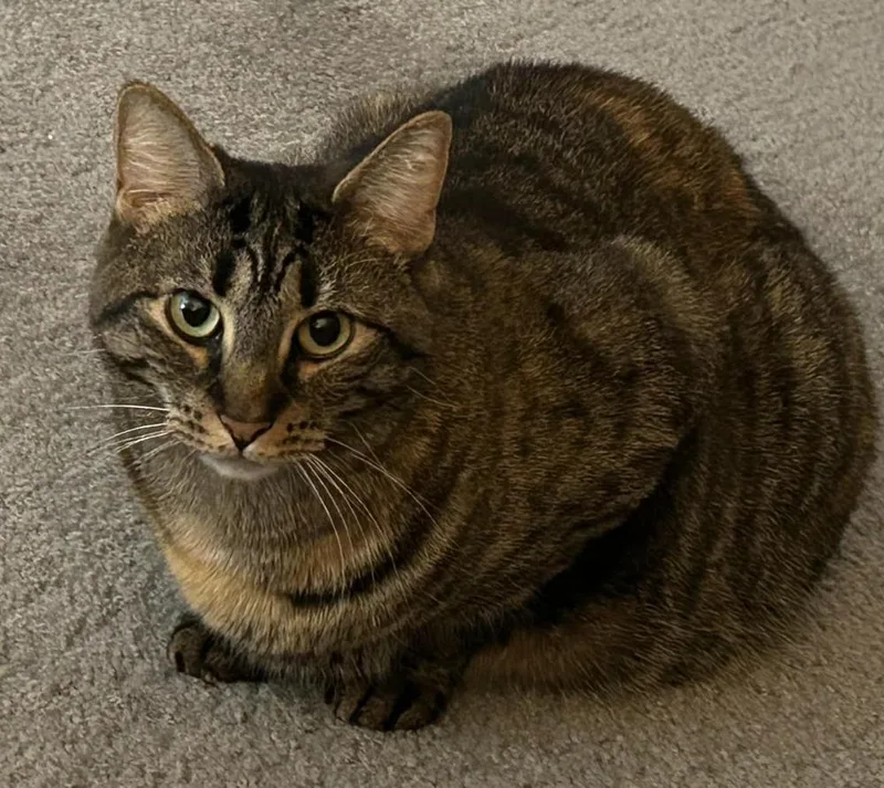 Dame Country Club thumbnail 3