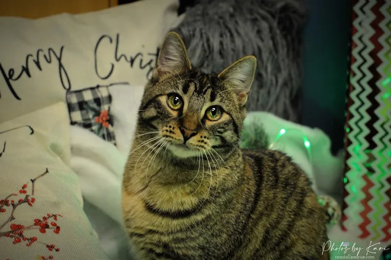 Dame Country Club thumbnail 4