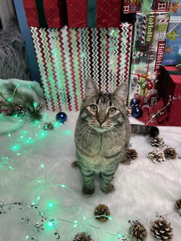 Dame Country Club thumbnail 5