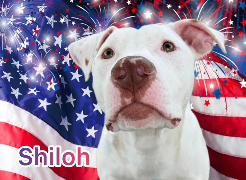 Shiloh